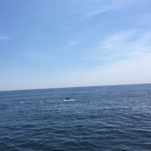 Meet your Posher, Dee